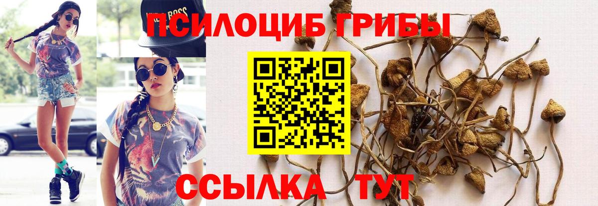Алексеевка  Псилоцибиновые грибы Cubensis  Вход с VPN 